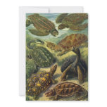 Vintage Sea Turtles and Land Tortoises invitations