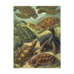 Vintage Sea Turtles and Land Tortoises postcards