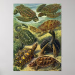 Vintage Sea Turtles and Land Tortoises posters