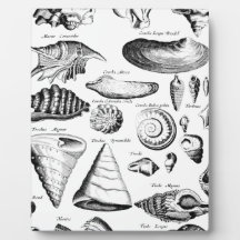 Vintage Seashells Display Plaque