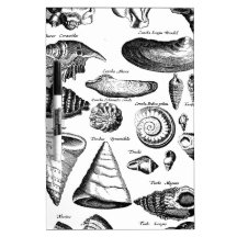 Vintage Seashells Dry-Erase Whiteboards
