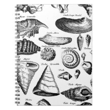 Vintage Seashells Note Books