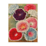Vintage Seed Packet Cards, Postage and Gifts postcards