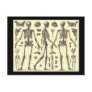 Vintage Skeleton Diagrams Postcard