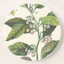 Vintage Spice; Nutmeg Plant, Fruit, Seeds Coaster