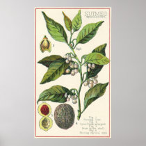 Vintage Spice; Nutmeg Plant, Fruit, Seeds Poster