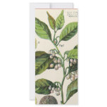 Vintage Spice; Nutmeg Plant, Fruit, Seeds rack cards