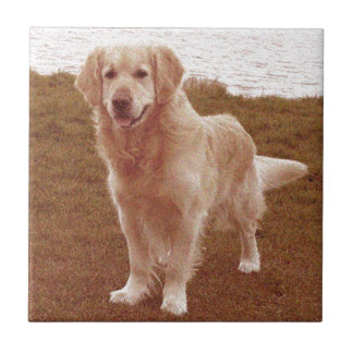 style golden retrievers vintage style ceramic tiles zazzle co uk style golden retrievers vintage style ceramic tiles zazzle co uk