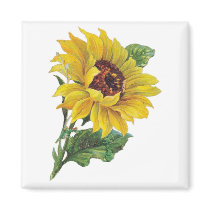 Vintage Sunflower Magnets