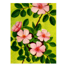 Vintage Sweetbriar Rose Image Postcard