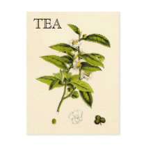 Vintage Tea Plant Postcards