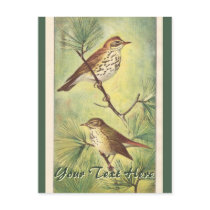 Vintage Thrushes Postcard