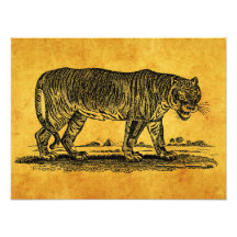 Vintage Tiger Illustration - 1800's Tigers African Art Photo