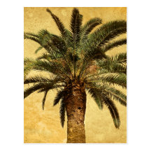 Vintage Tropical Palm Tree Postcards