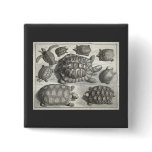 Vintage Turtle Etching Buttons