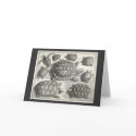 Vintage Turtle Etching cards