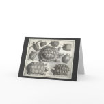 Vintage Turtle Etching cards