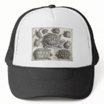 Vintage Turtle Etching Hat
