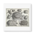 Vintage Turtle Etching Refrigerator Magnet
