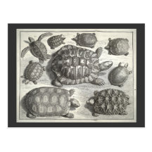 Vintage Turtle Etching Post Card