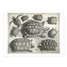 Vintage Turtle Etching Post Cards