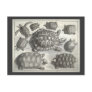Vintage Turtle Etching Post Card