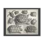 Vintage Turtle Etching postcards