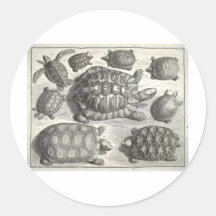 Vintage Turtle Etching Round Sticker