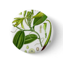 Vintage Vanilla Pod Specimen Pinback Button