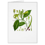 Vintage Vanilla Pod Specimen cards