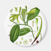 Vintage Vanilla Pod Specimen Refrigerator Magnets