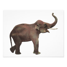 Vintage Wild Animals, Asian Elephant, Good Luck Custom Announcement