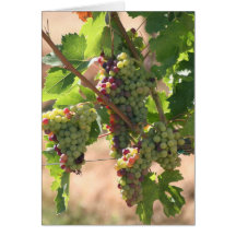Vinyard Notecard