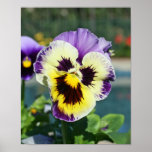 "Viola" posters