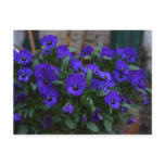 Viola wittrockiana postcards