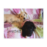 violet and Data, Sweet Innocence Postcard