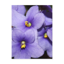 Violet Boquet