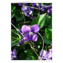 Violet Greeting Cards