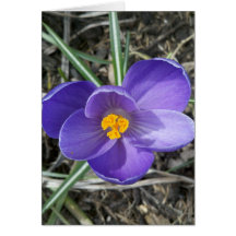 Violet Crocus Card
