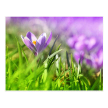 Violet crocus close up postcard