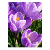Violet Crocus Post Card