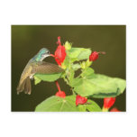 Violet-crowned x Broad-billed hybrid hummingbird postcards