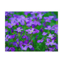 Violet Flowers Postcard