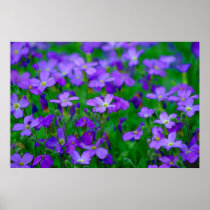 Violet Flowers Poster