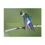Violet-green Swallow