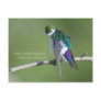 Violet-green Swallow Post Cards