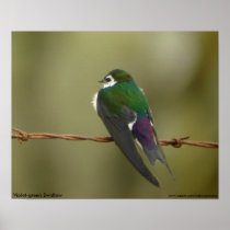 Violet-green Swallow Poster