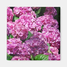 violet hydrangea magnet