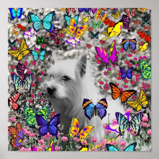 http://rlv.zcache.co.uk/violet_in_butterflies_white_westie_dog_poster-r4c3b26bdf7cd4475aa70eeb743920773_was_8byvr_512.jpg