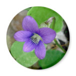 Violet Magnet